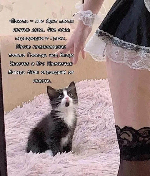 Кот против похоти