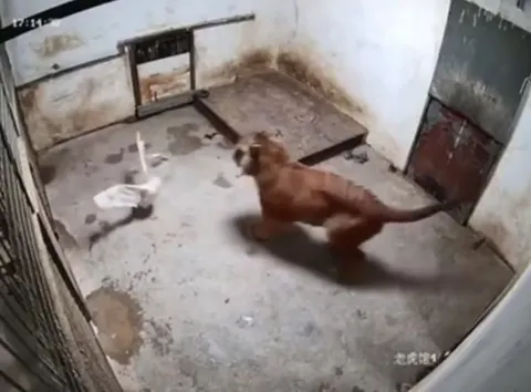 Тигр испугался гуся