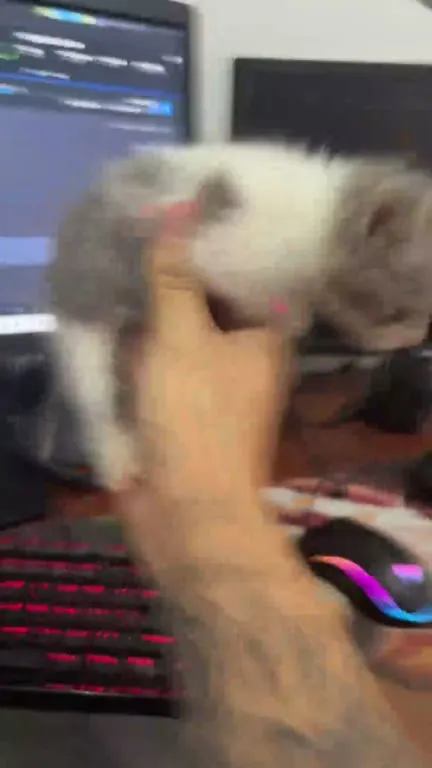 Котёнок прерывает игровой стрим