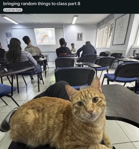 Bringing a Cat to Class