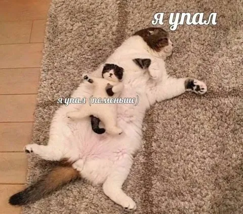 Кот изображает падение