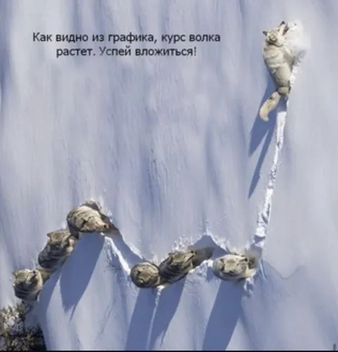 Курс волка растет