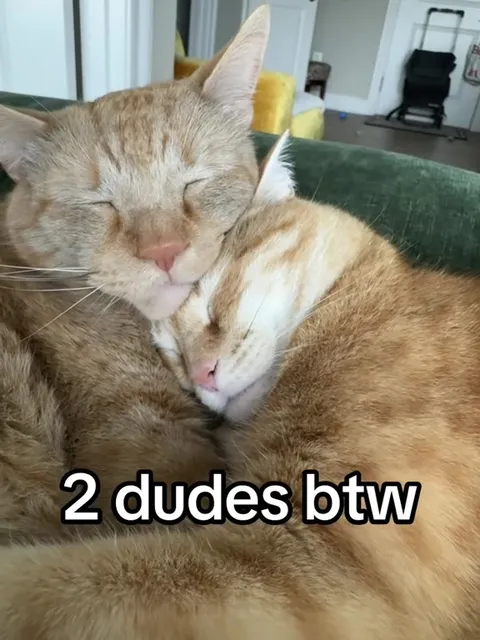 2 Dudes Cuddling