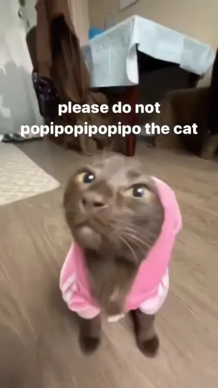 Please Do Not Popipo the Cat