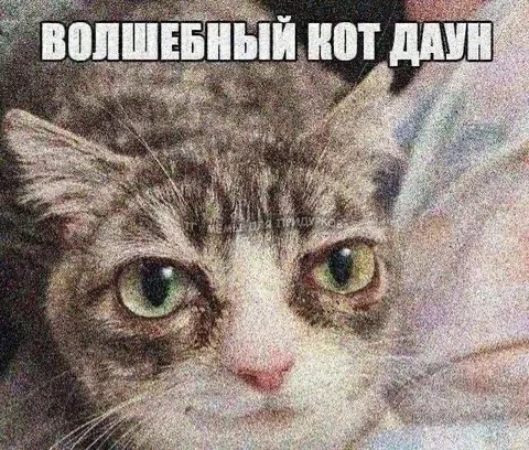 Волшебный кот даун
