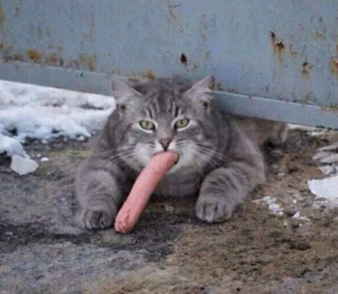 Кот с колбасой во рту