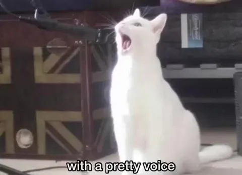 Cats Drag You Through the Night