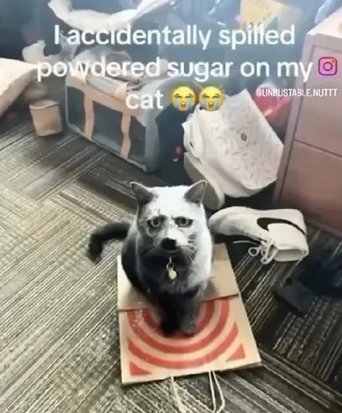 Powdered Sugar Cat