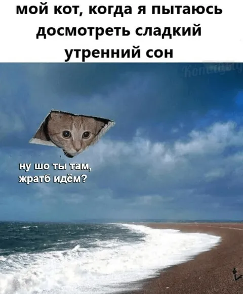 Кот зовёт жарить идём