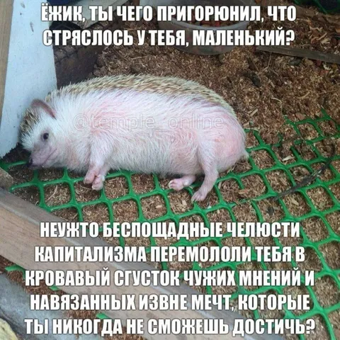 Беспощадные челюсти капитализма