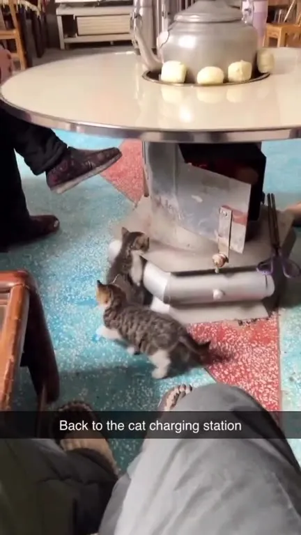 Back to the Cat Charging Station