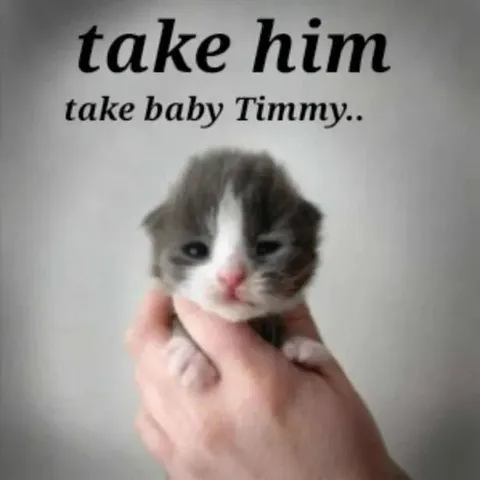 Take Baby Timmy Kitten