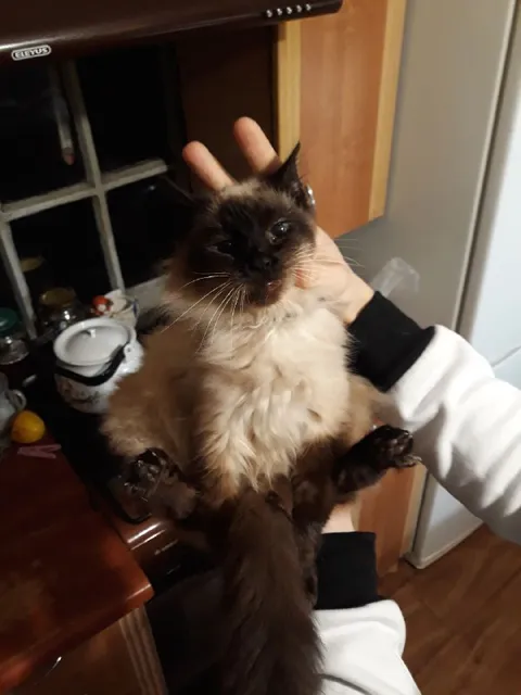 Кот с ушками зайчика