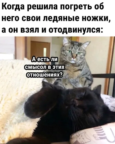 Кот отвернулся от отношений