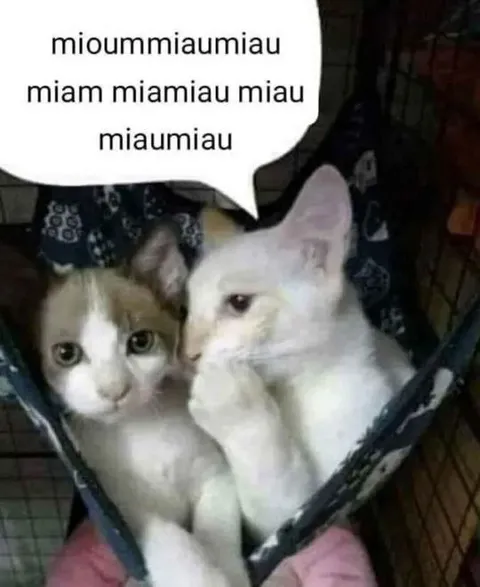 Gatos miando juntos