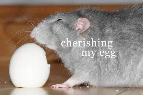 Rat Cherishing Its Egg