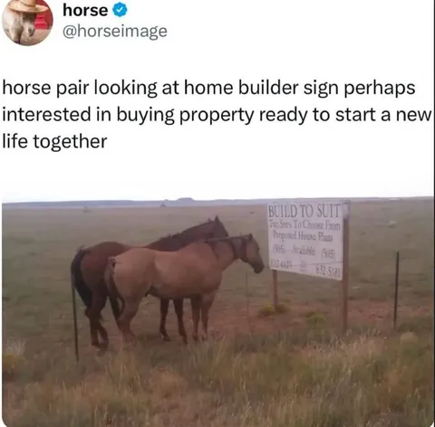 Horse Pair Shopping for a Home