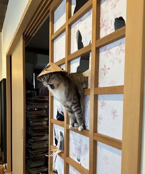 Кот пробрался через стену