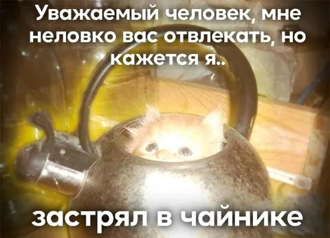 Кот застрял в чайнике