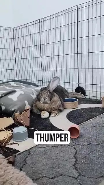 Thumper the Sleepy Rabbit