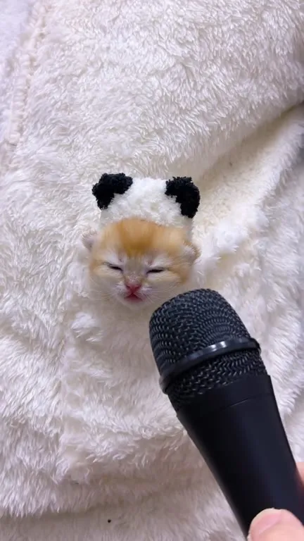 Котёнок даёт интервью мухе