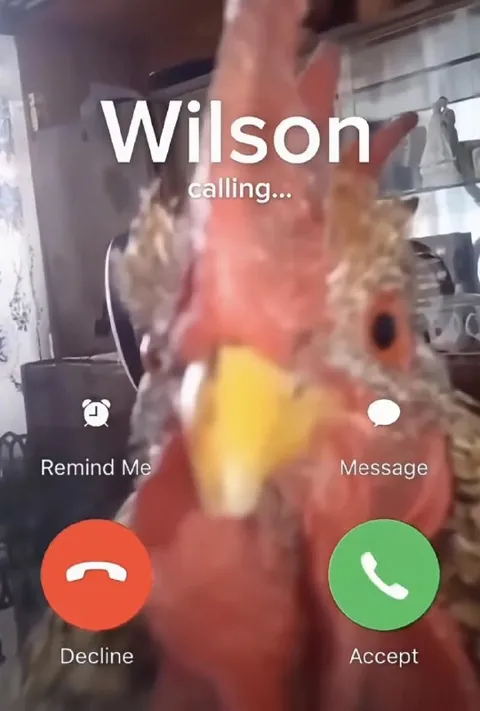 Wilson calling parrot