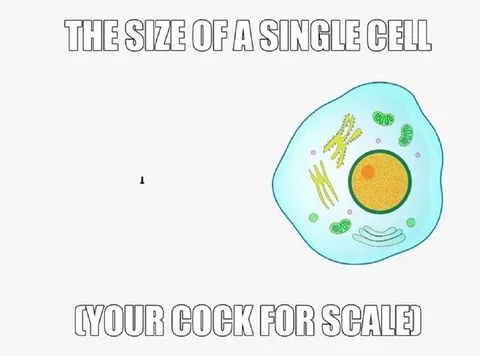 The Size of a Single Cell