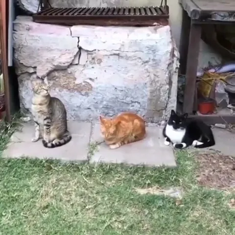 Три кота слушают птичку