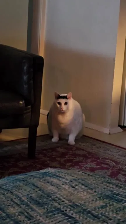 Кот молча смотрит в душу