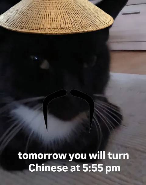 Cat Turns Chinese at 5:55