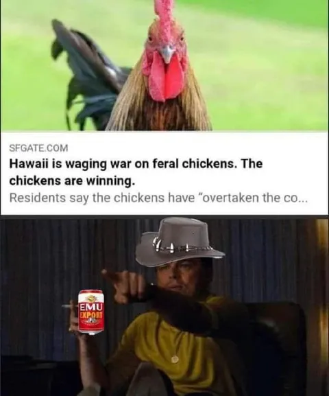 Chickens Winning the War