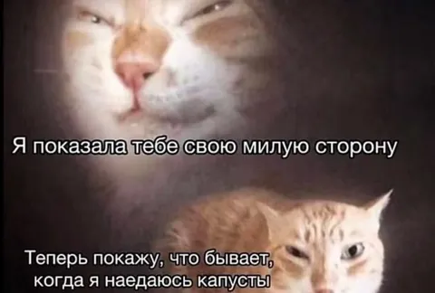 Кот показывает тёмную сторону