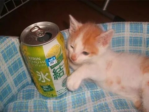 缶に寄り添う子猫
