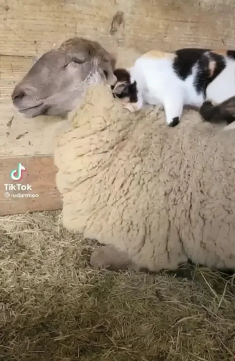 Кот массирует овцу