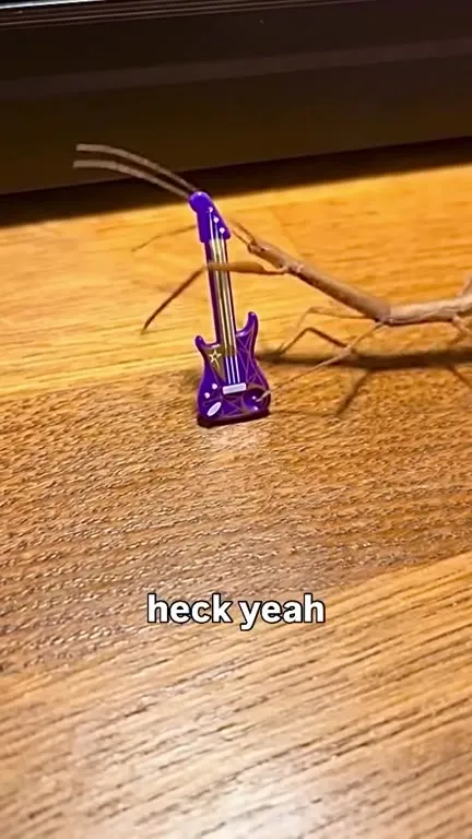 Praying Mantis Plays Guitar