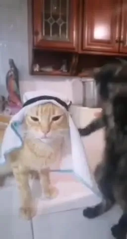 Кот в полотенце и танцующий кот