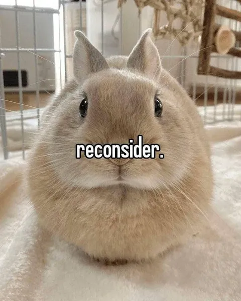 Reconsider Rabbit Meme