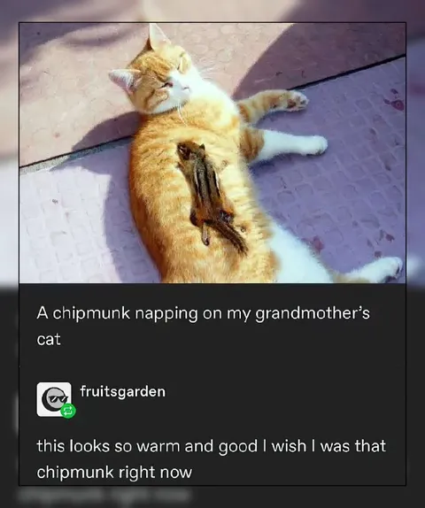 Chipmunk Napping on a Cat