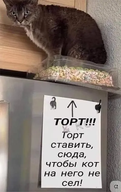 Кот не сядет на торт