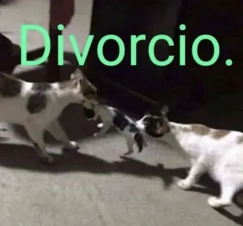 Gatos anunciando el divorcio