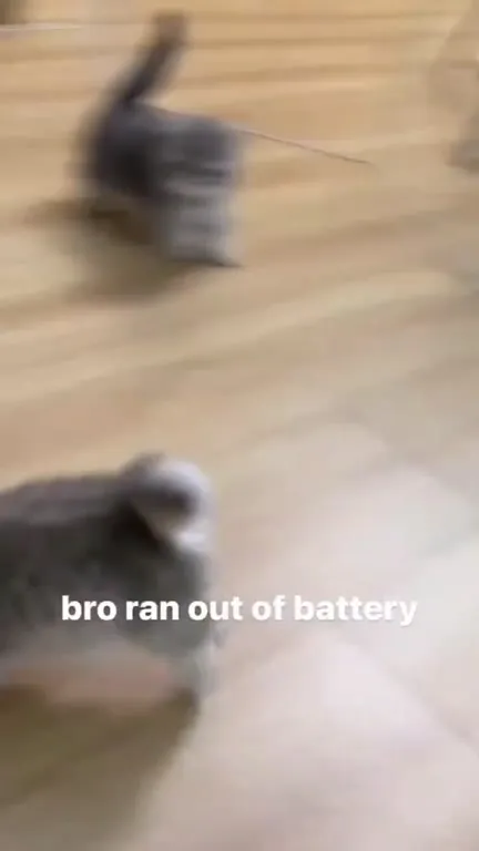 Cat Ran Out of Battery