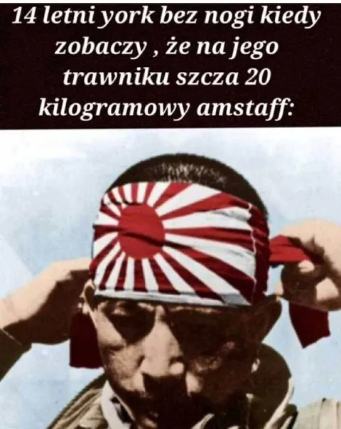 York bez nogi widzi amstaffa