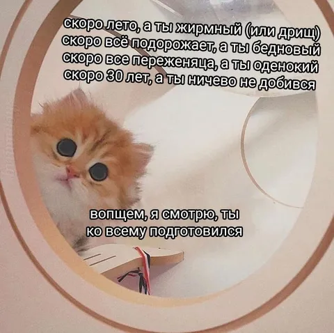 Кот всё предусмотрел
