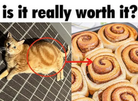 Cat Looks Like Cinnamon Rolls