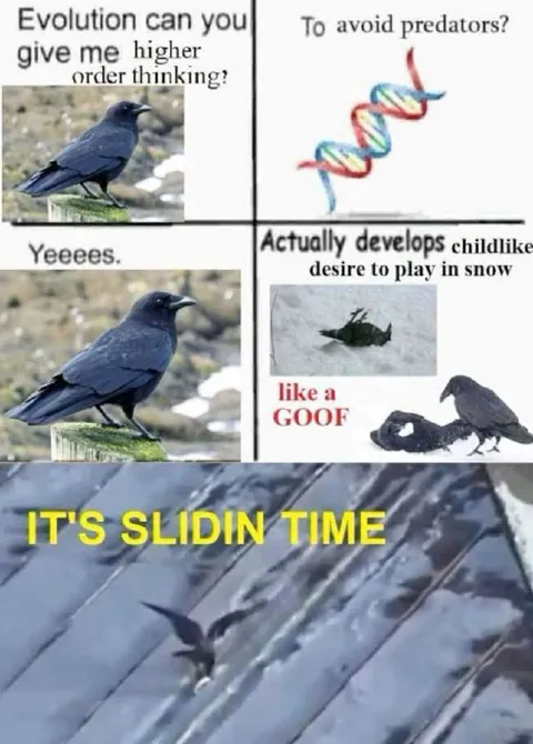 Crow Develops Snow-Sliding Instinct