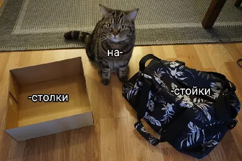 Кот и странные подписи