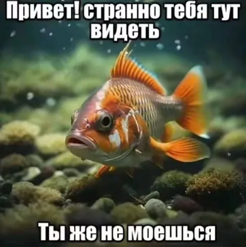 Рыба узнаёт странного человека