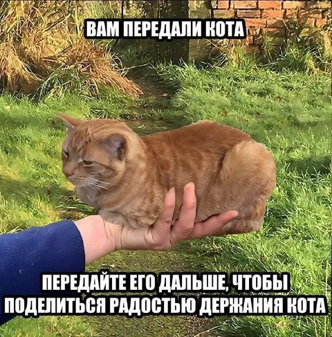 Передайте кота дальше