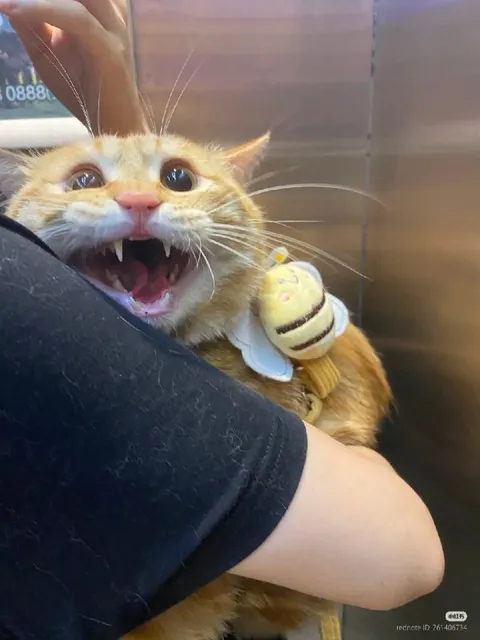 Кот в ужасе с пчелой
