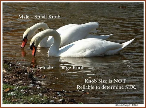 Swan Knob Size Misconception